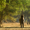 elephant encounter, zambia walking safaris, africa holidays