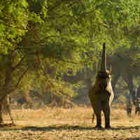 elephant encounter, zambia walking safaris, africa holidays