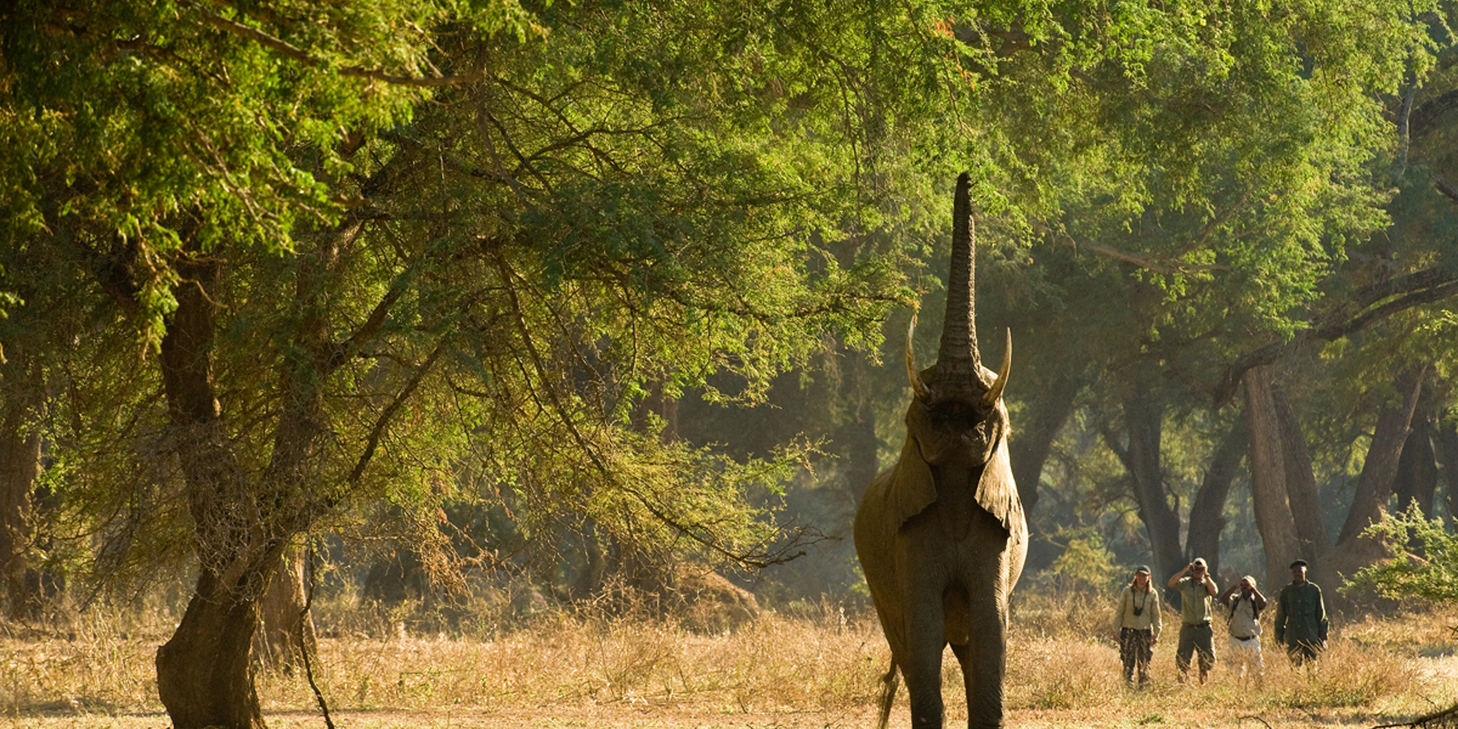 elephant encounter, zambia walking safaris, africa vacations