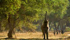 elephant encounter, zambia walking safaris, africa holidays