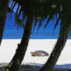 turtle in seychelles, indian ocean, africa safaris