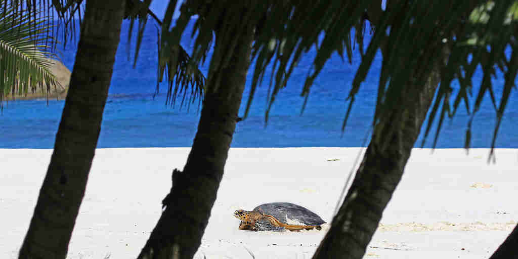turtle in seychelles, indian ocean, africa safaris