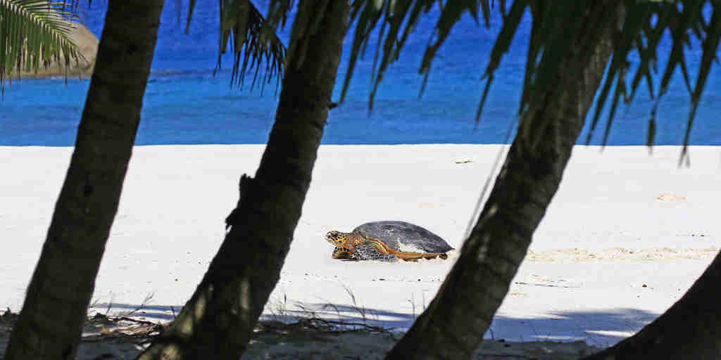 turtle in seychelles, indian ocean, africa safaris