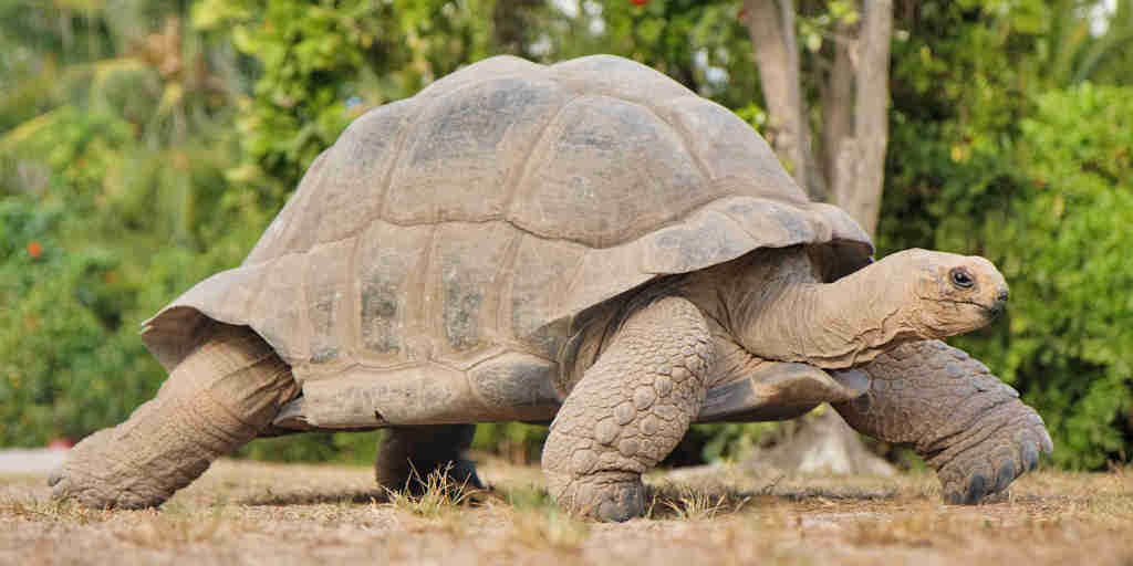 giant land tortoise, seychelles, africa safari destination 