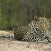 leopard safaris, luangwa areas and experiences, zambia