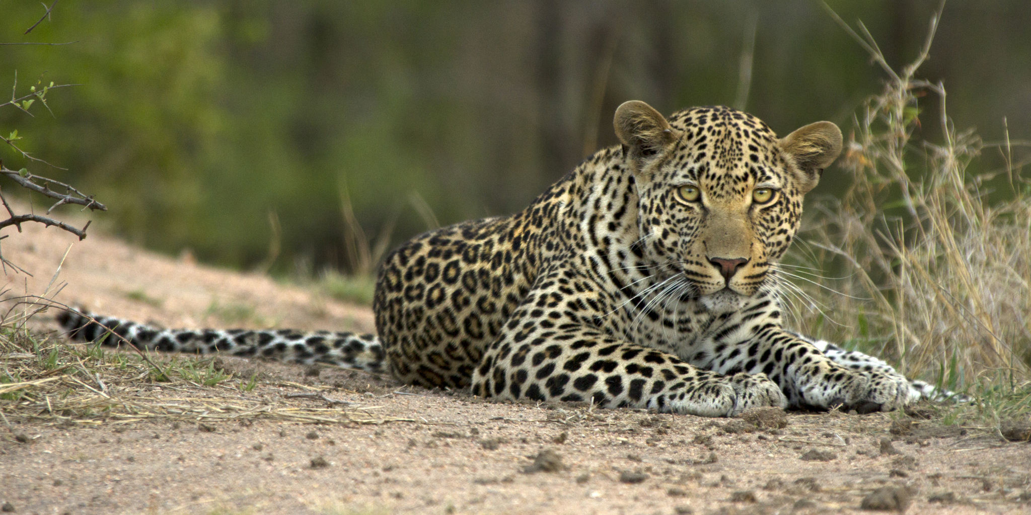 leopard safaris, luangwa areas and experiences, zambia
