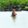 hippo and buffalo, timbavati private game reserve, south africa
