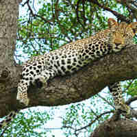 leopard tree south africa yellow zebra safaris