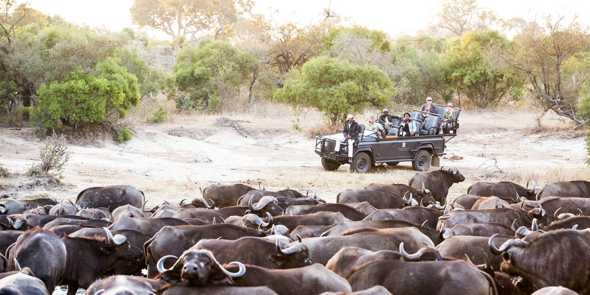 buffalo game drive, timbavati private game reserve, south africa