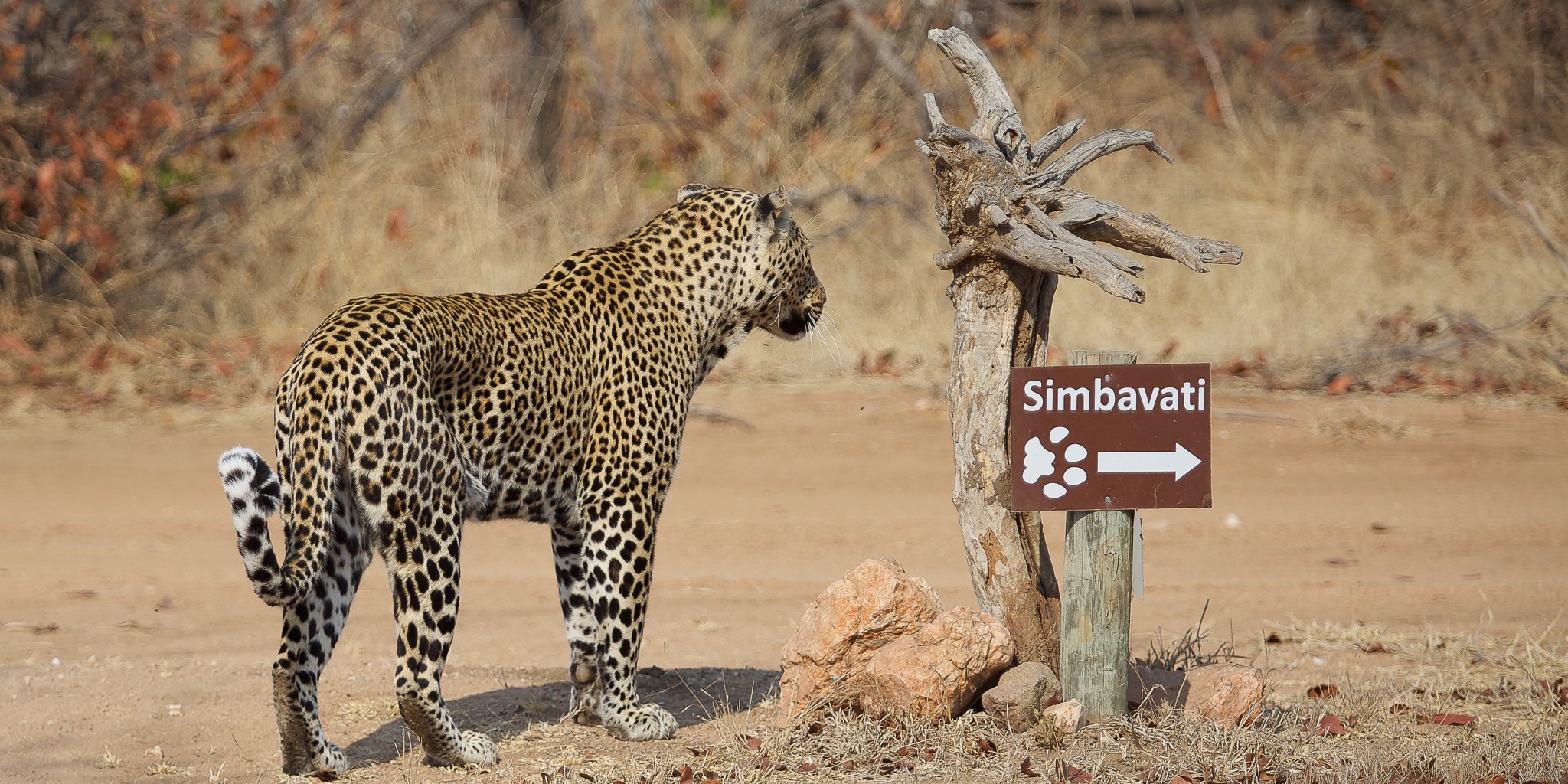 leopard, timbavati private game reserve, south africa