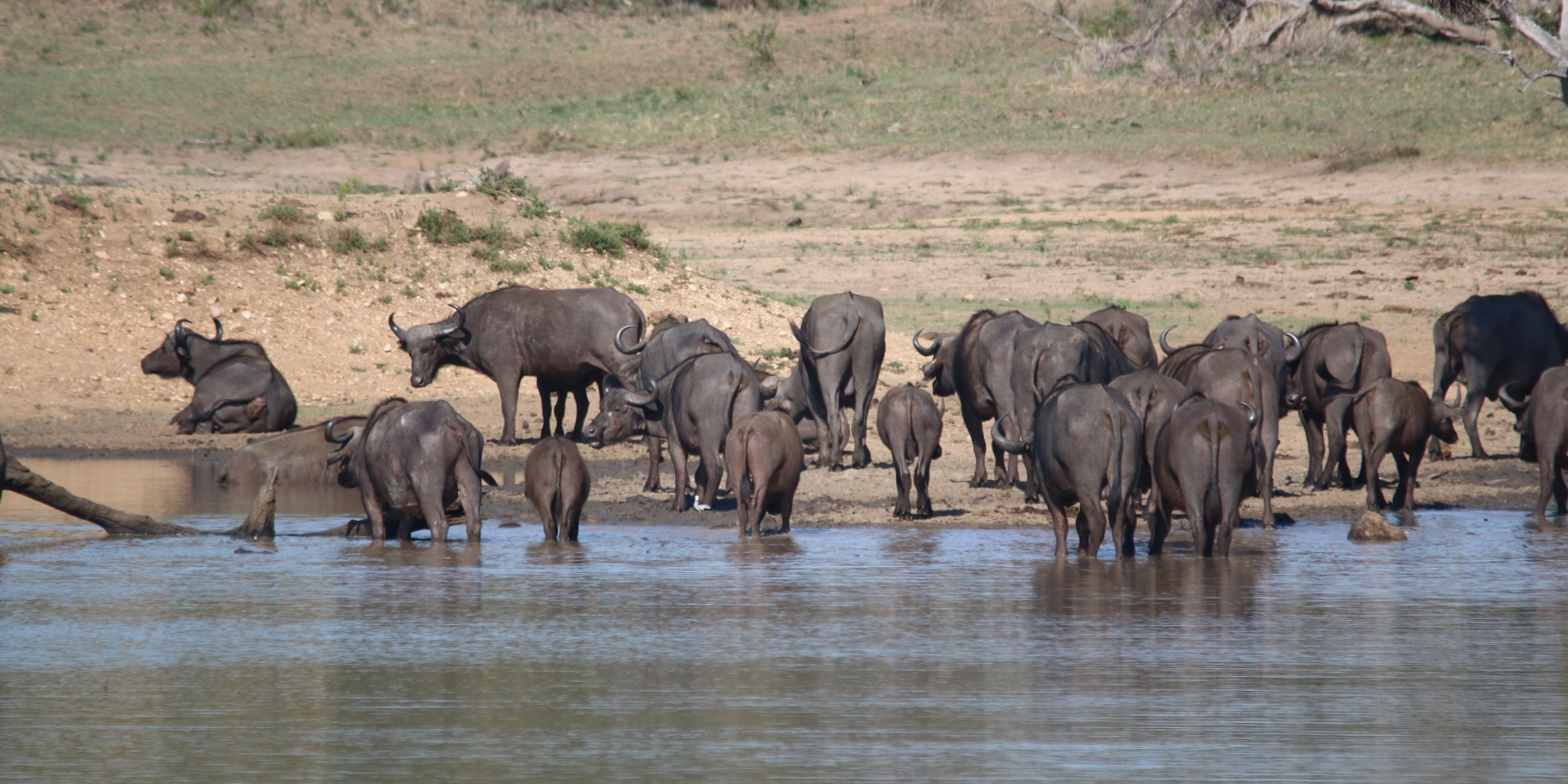 Buffalo & Hippo