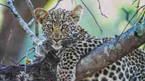 leopard cub, thornybush game reserve, south africa 