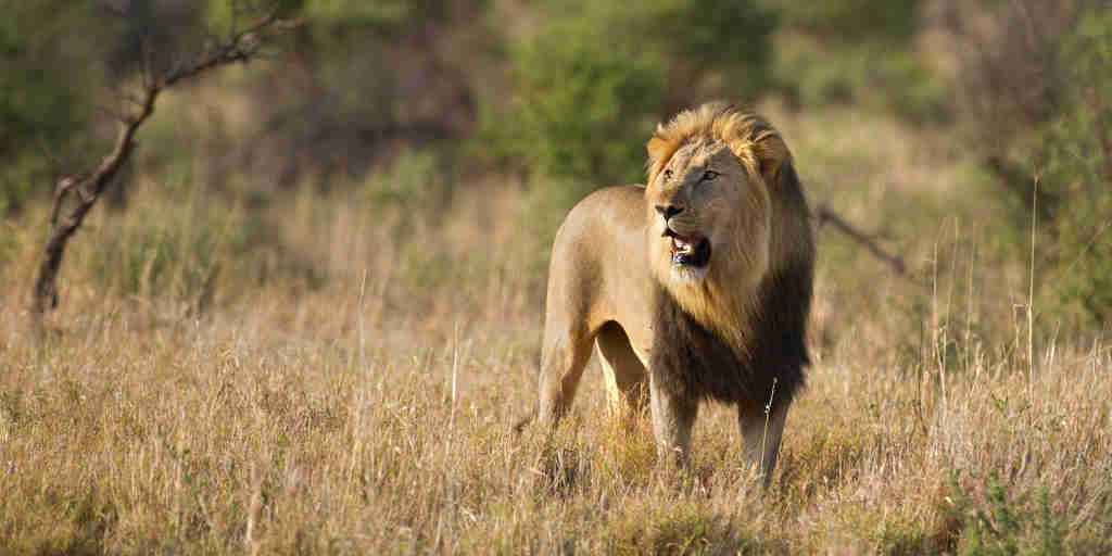 lion safaris, madikwe game reserve, south africa