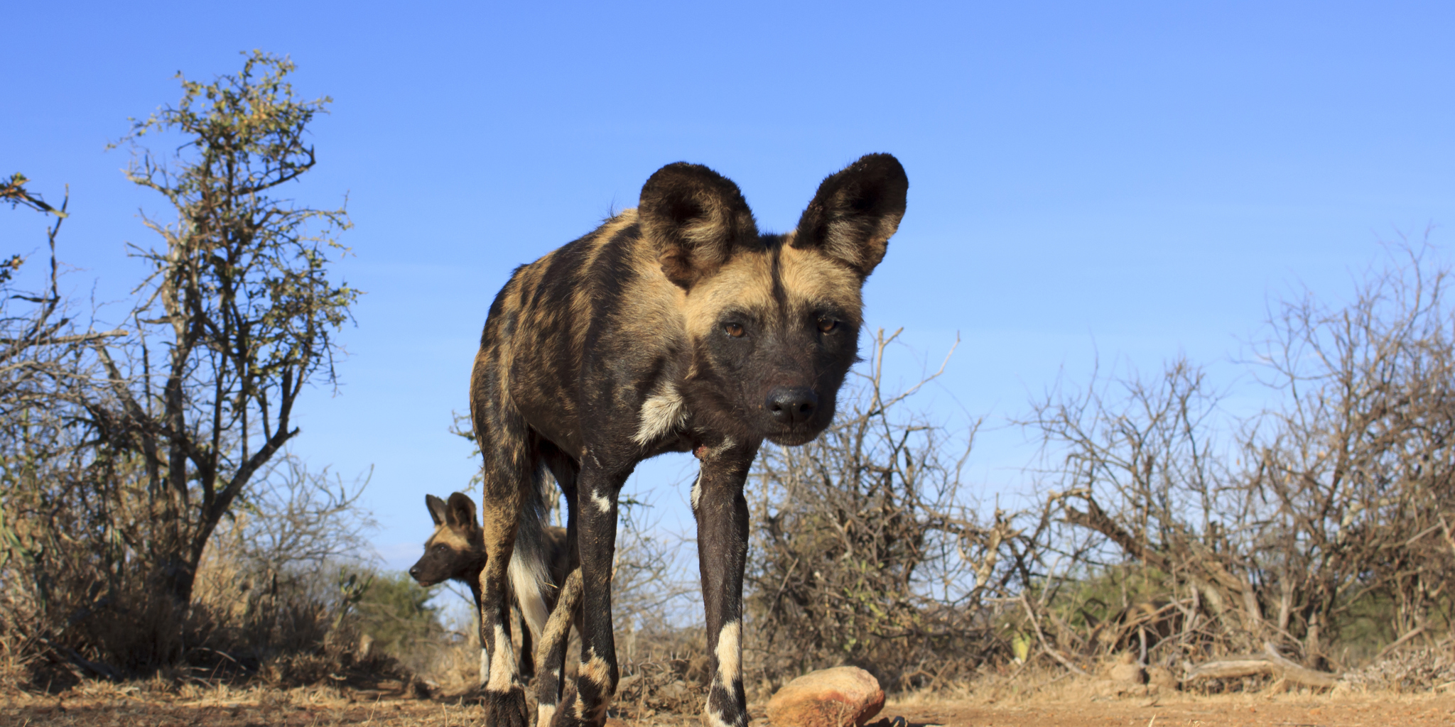african wild dog, madikwe game reserve, south africa
