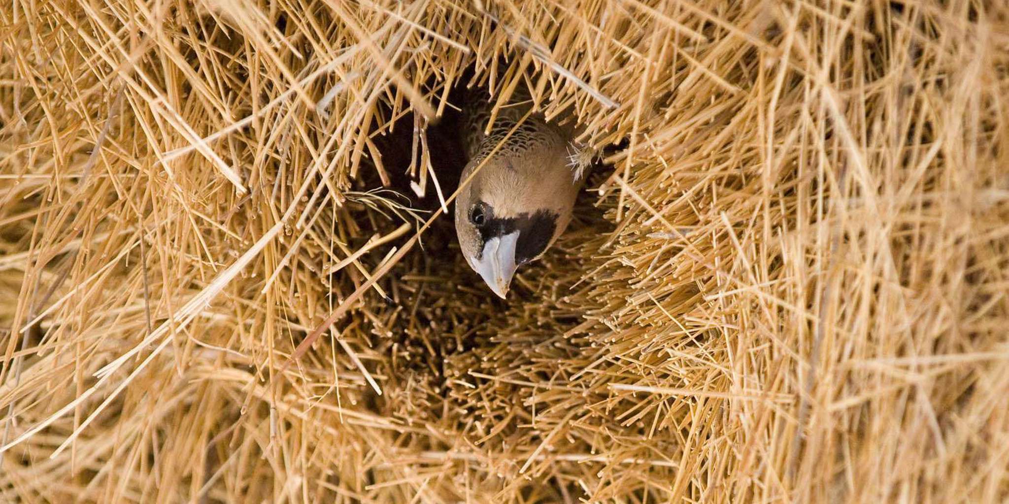 weaver nest, tswalu kalahari, south africa safaris