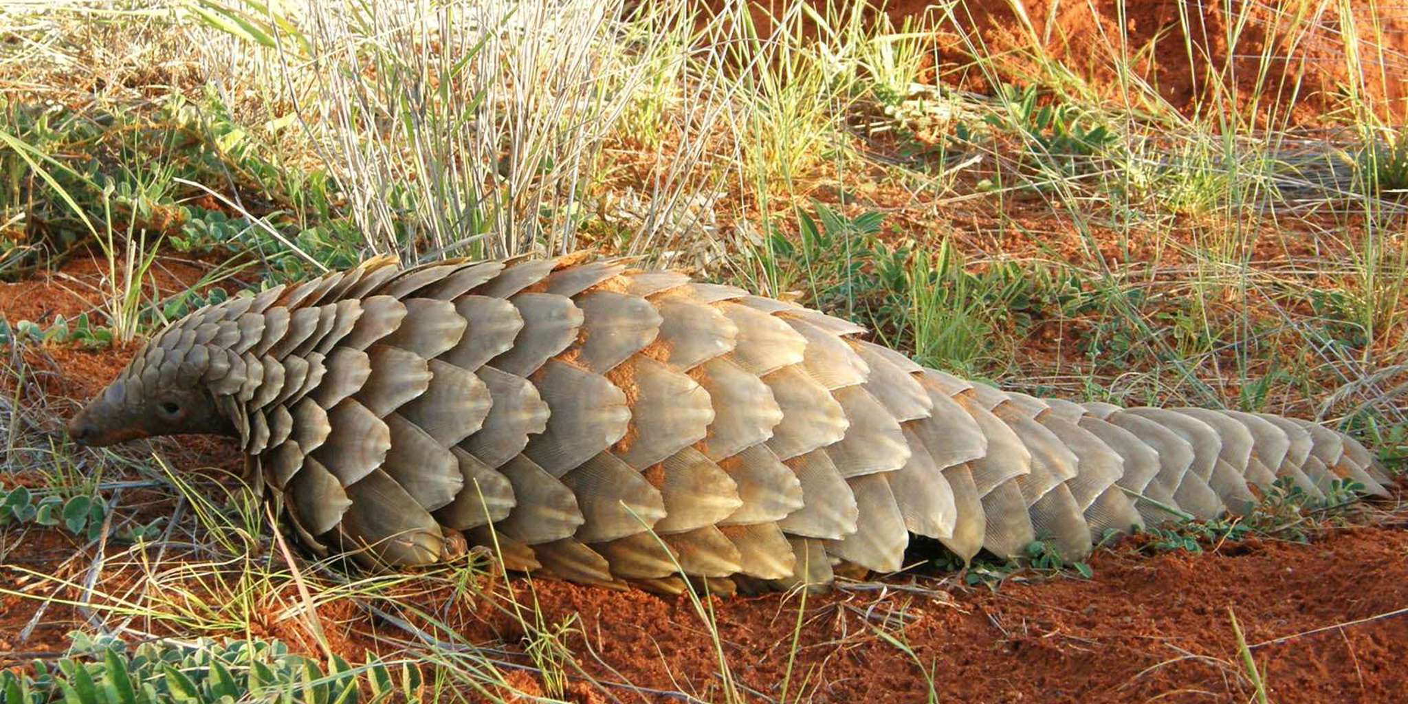 pangolin, tswalu kalahari, south africa safaris