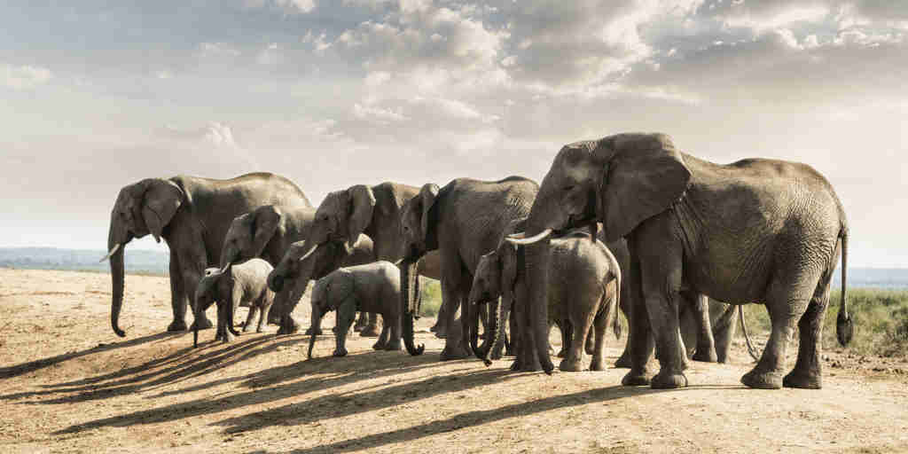 elephant herd, madikwe game reserve, south africa