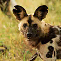 african wild dog, madikwe game reserve, south africa
