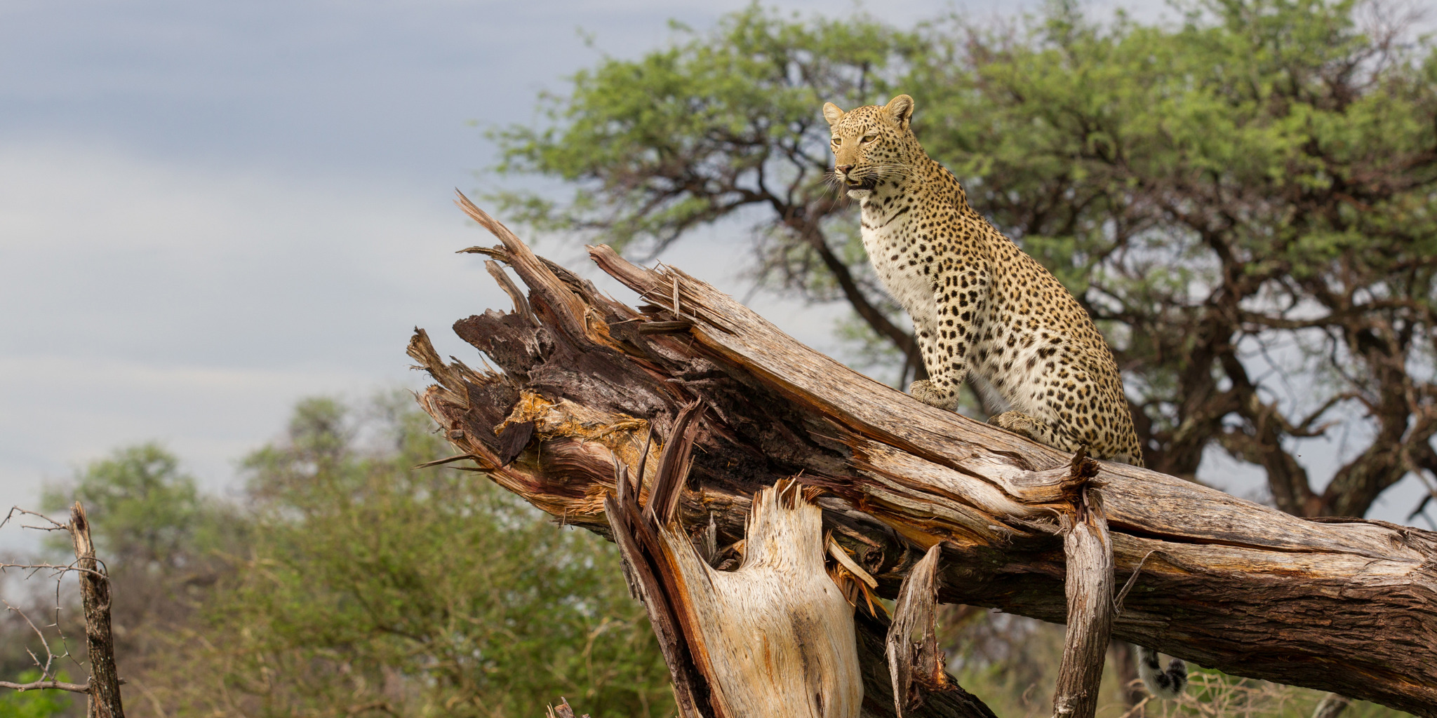 Chitabe   Leopard 4