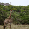 Phinda Game Reserve Safaris South Africa Yellow Zebra Safaris