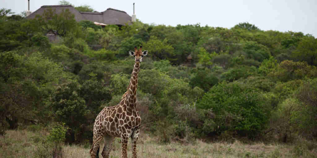 giraffe, phinda game reserve, south africa safaris