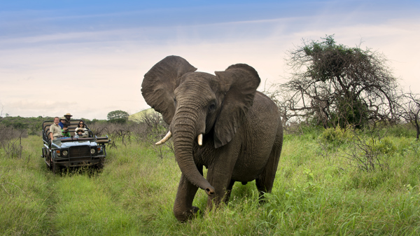 elephant game drive, phinda game reserve, south africa