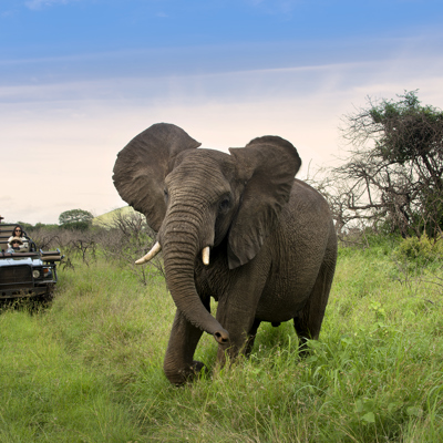 elephant game drive, phinda game reserve, south africa