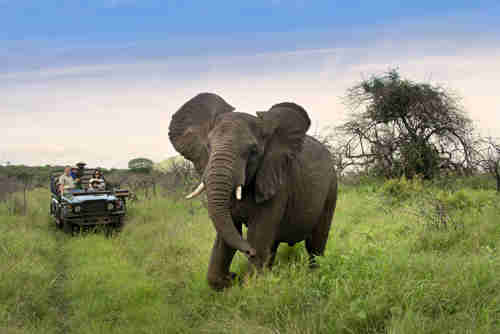 elephant game drive, phinda game reserve, south africa