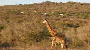 giraffe, kwazulu natal safari holidays, south africa