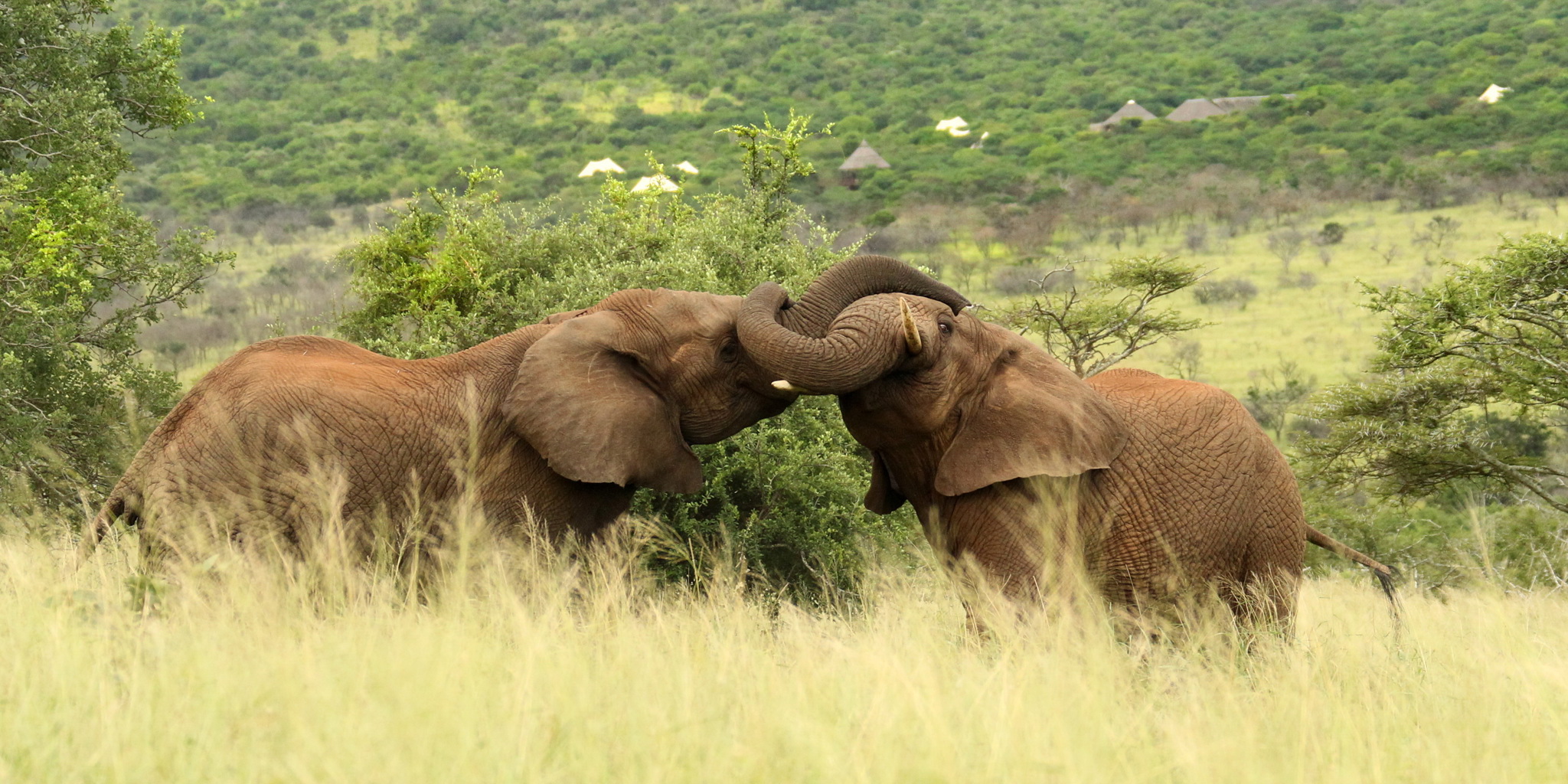 elephant, kwazulu natal park, south africa safaris