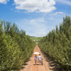 guests in the vineyard, winelands, south africa safaris
