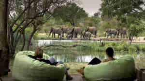 elephant watch, timbavati private game reserve, south africa