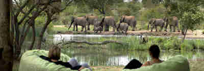 elephant watch, timbavati private game reserve, south africa