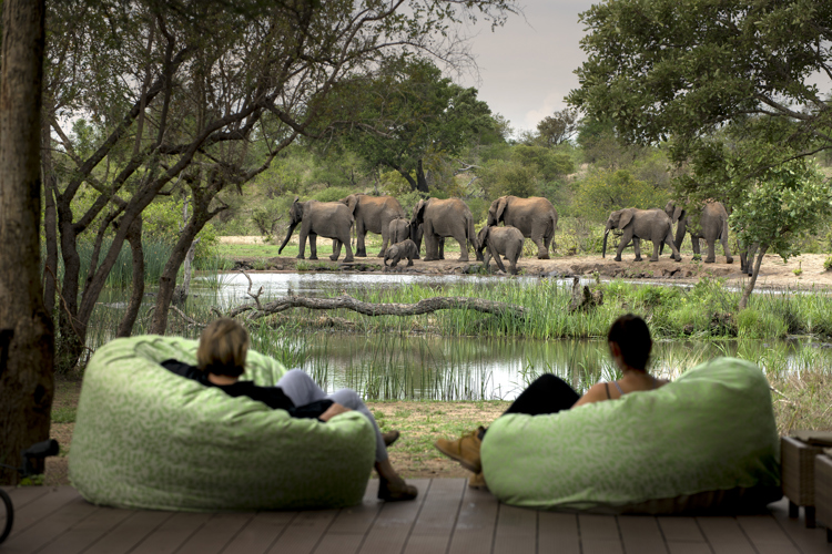 elephant watch, timbavati private game reserve, south africa