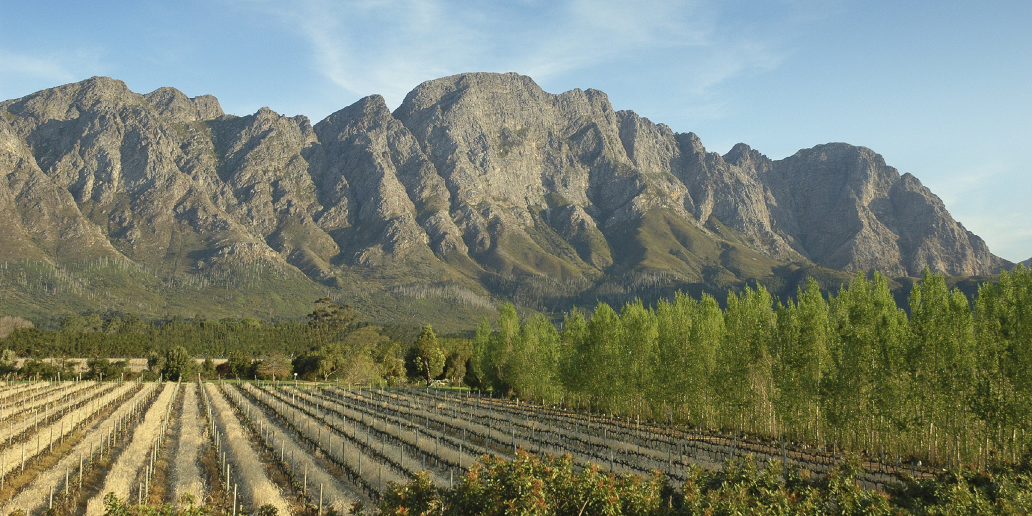 Franschhoek Vineyards (2)