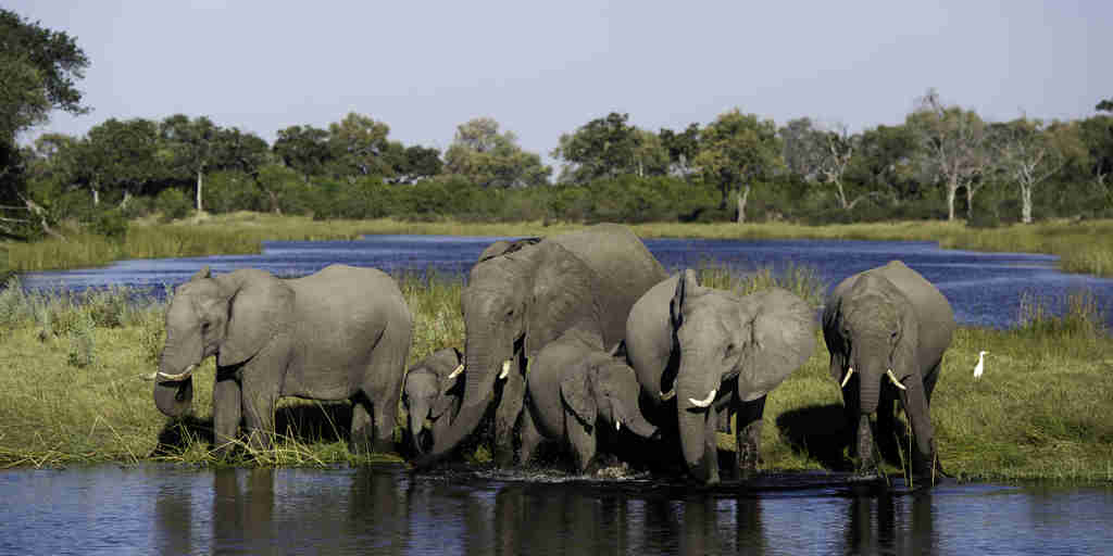 elephant herd in botswana, africa areas and experiences