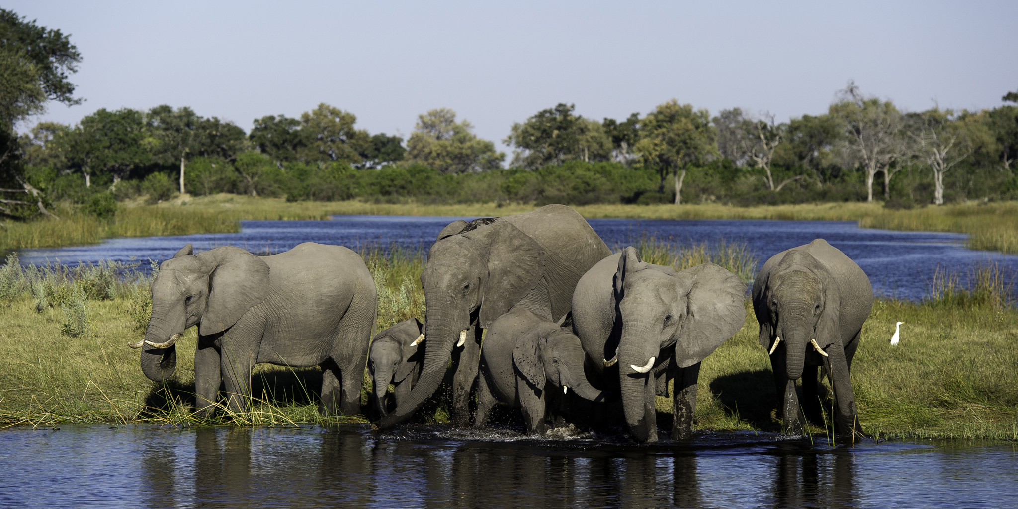 elephant safaris, the linyanti, botswana holiday destinations