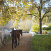 horse safaris, winelands, south africa safari holidays