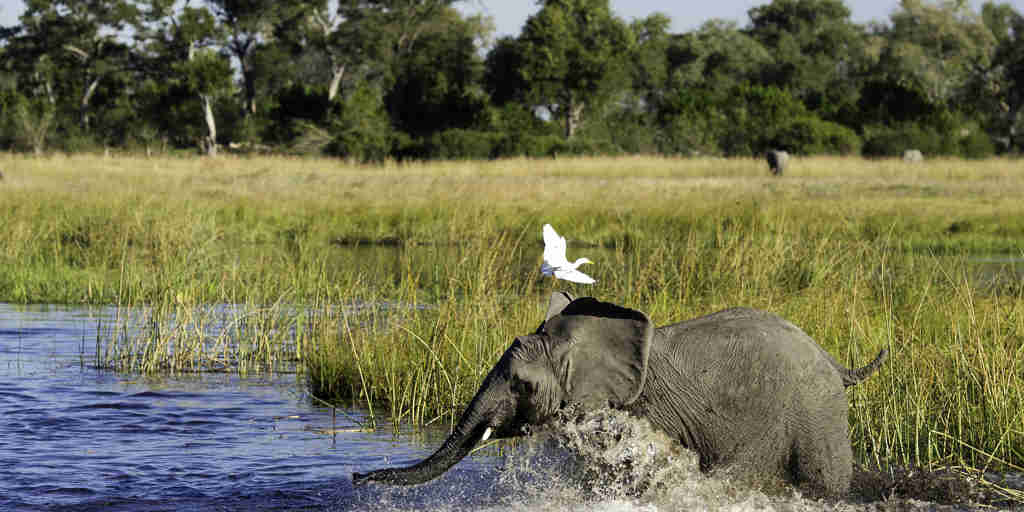 elephant and birdlife, botswana, africa areas and experiences