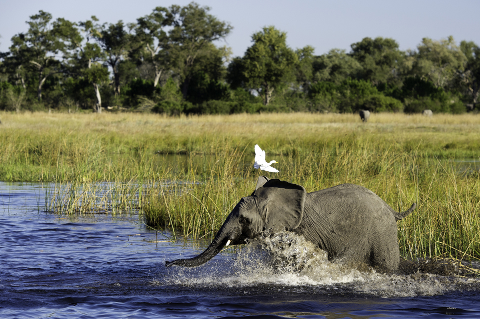 elephant and birdlife, linyanti, botswana
