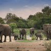 13. TANDA TULA SAFARI CAMP WATERHOLE