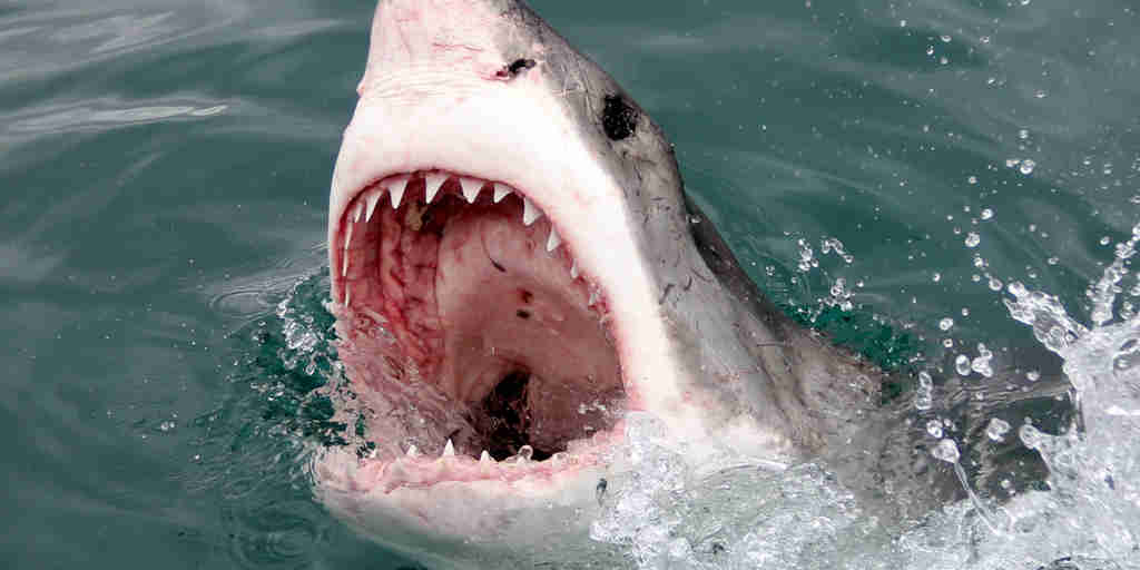 shark safaris, hermanus, south africa holidays