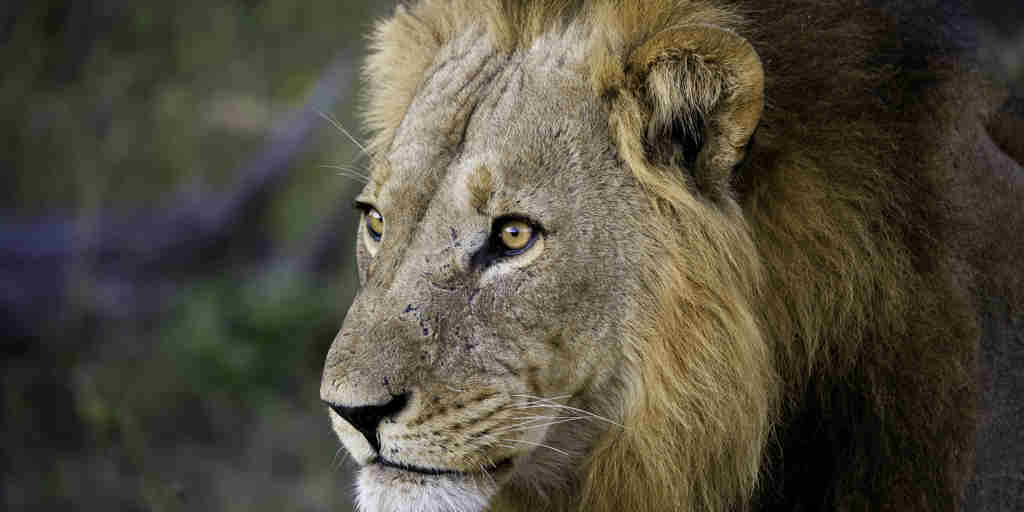 lion, botswana wildlife safaris, africa holiday destination