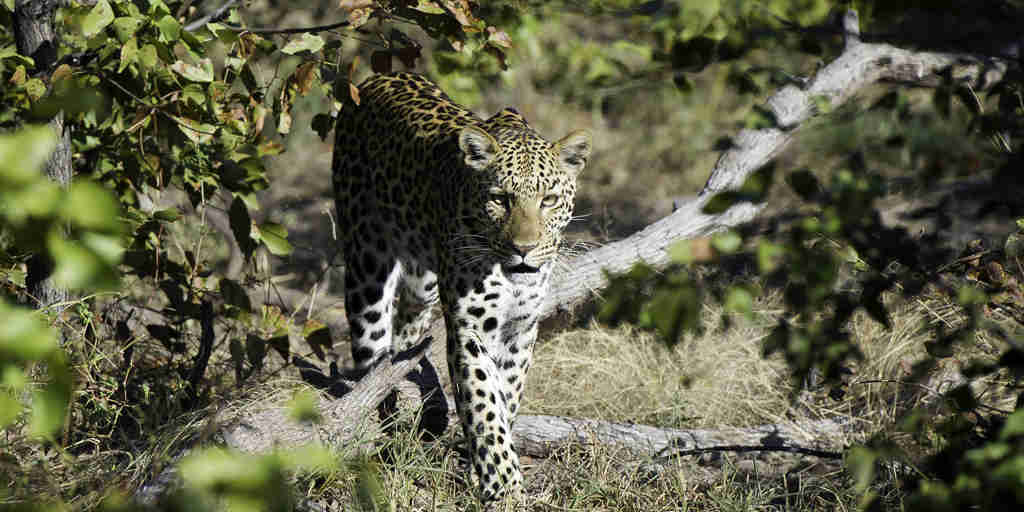 leopard safaris, the linyanti, botswana vacation destination