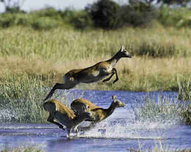 impala safaris, the linyanti, botswana safari holidays