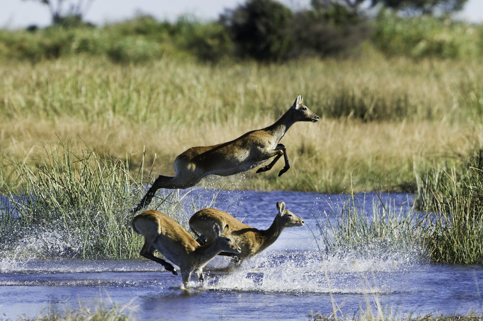 Buck, The Linyanti, Botswana