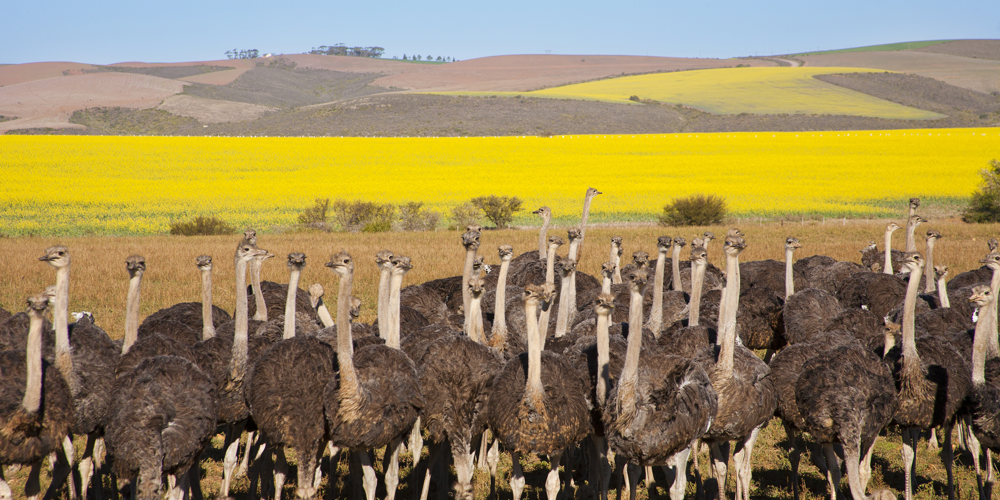 ostrich in the garden route, south africa safaris