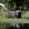 wildlife, botswana private reserves, africa safari destinations