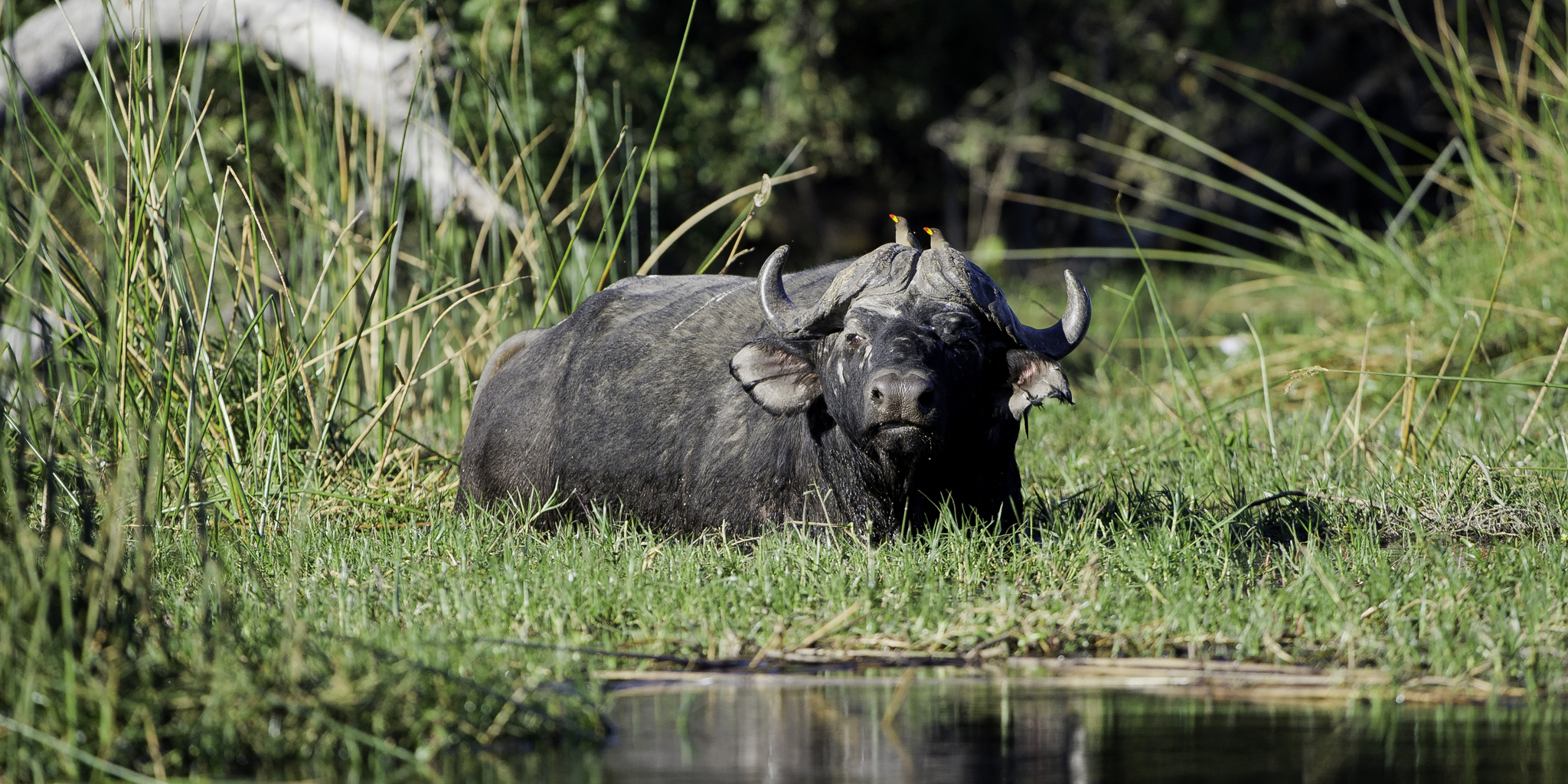 wildlife, botswana private reserves, africa safari destinations