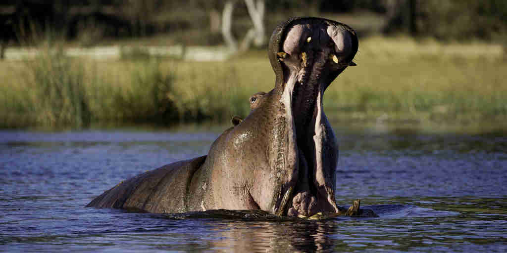 hippo, botswana wildlife safaris, africa holiday destination